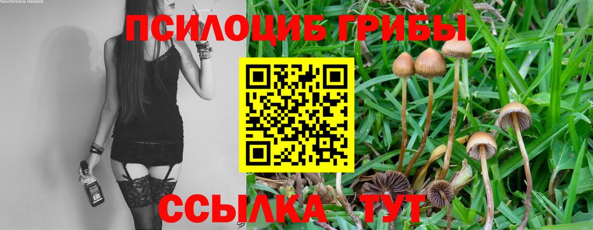 Галлюциногенные грибы Psilocybine cubensis Медногорск